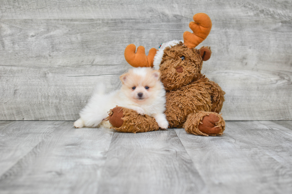 Friendly Pomeranian Purebred Pup