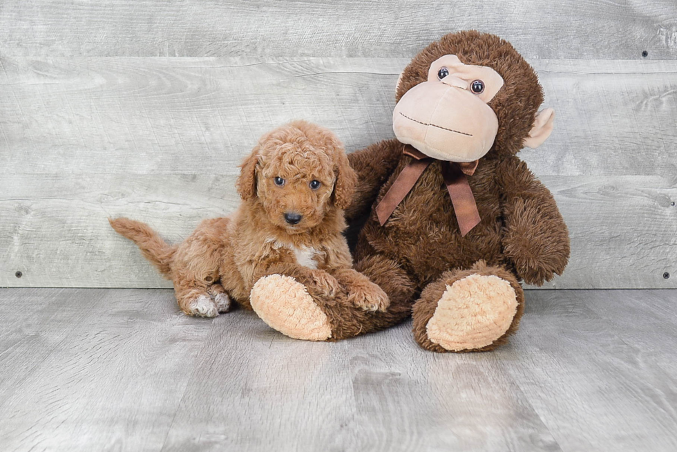 Mini Goldendoodle Pup Being Cute