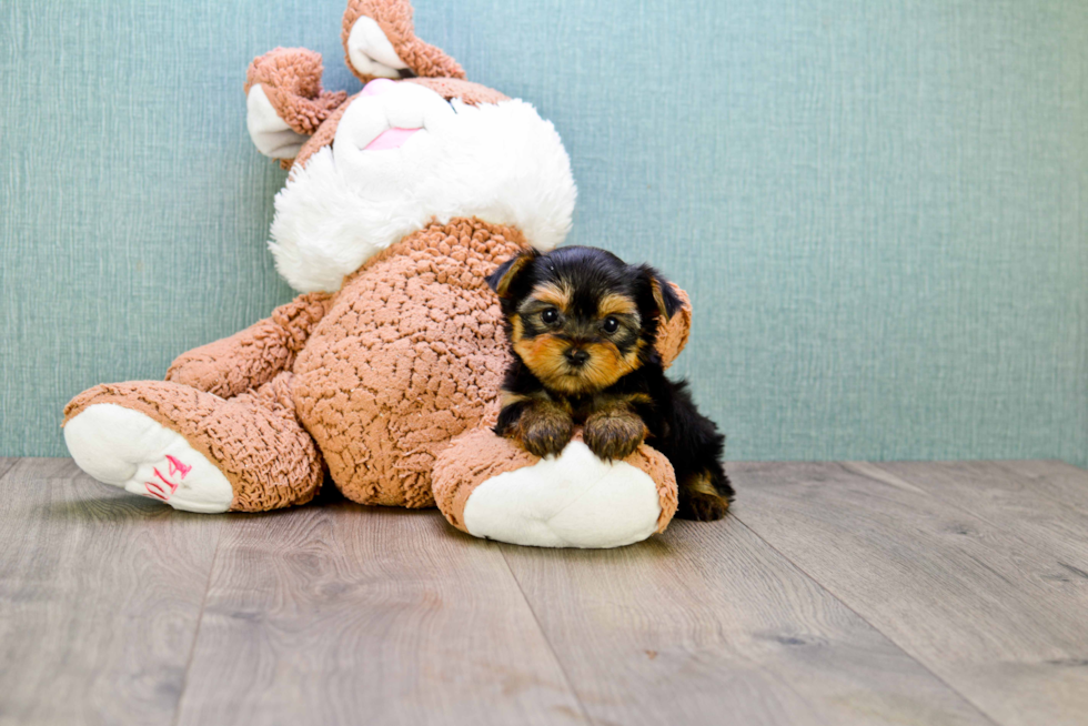 Meet Giselle - our Yorkshire Terrier Puppy Photo 