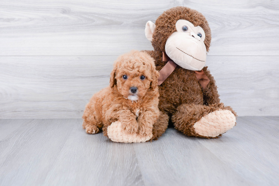 Energetic Cavoodle Poodle Mix Puppy