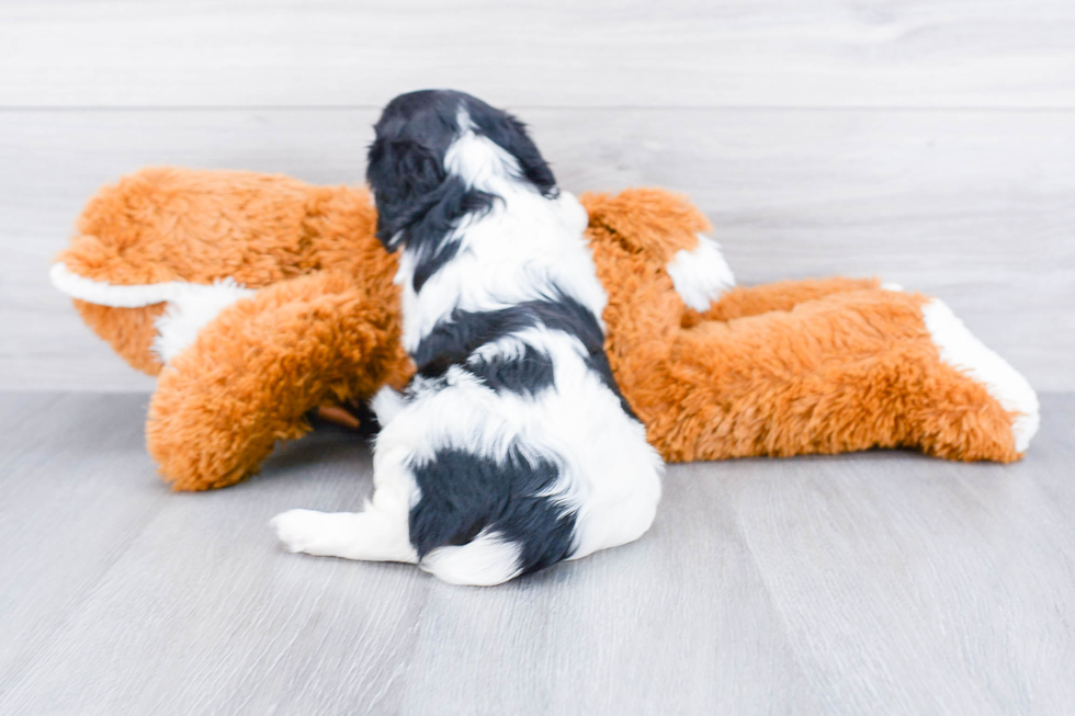 Happy Cavalier King Charles Spaniel Purebred Puppy