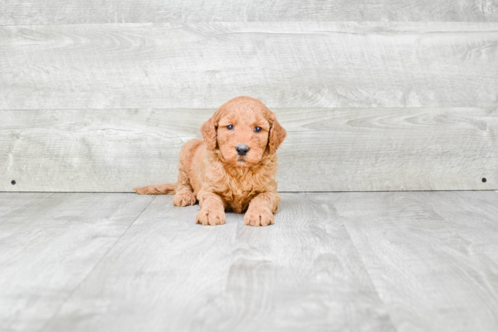 Smart Mini Goldendoodle Poodle Mix Pup