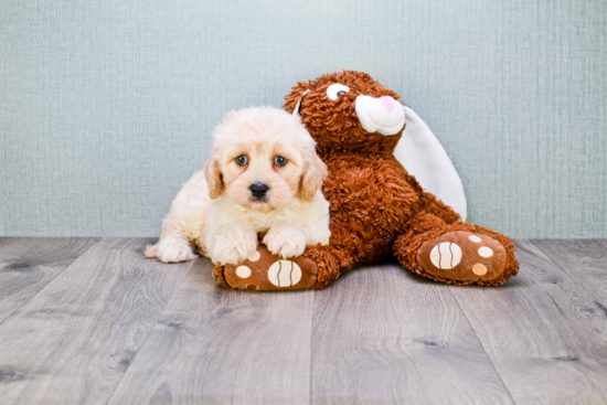 Best Cavachon Baby