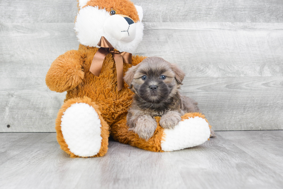 Friendly Teddy Bear Baby