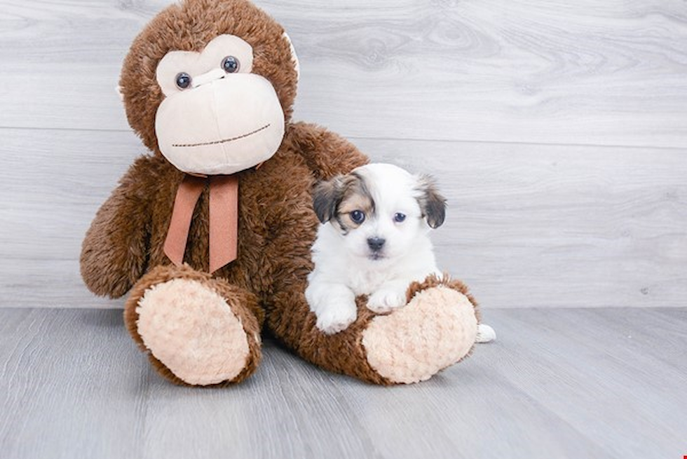 Havanese Pup Being Cute