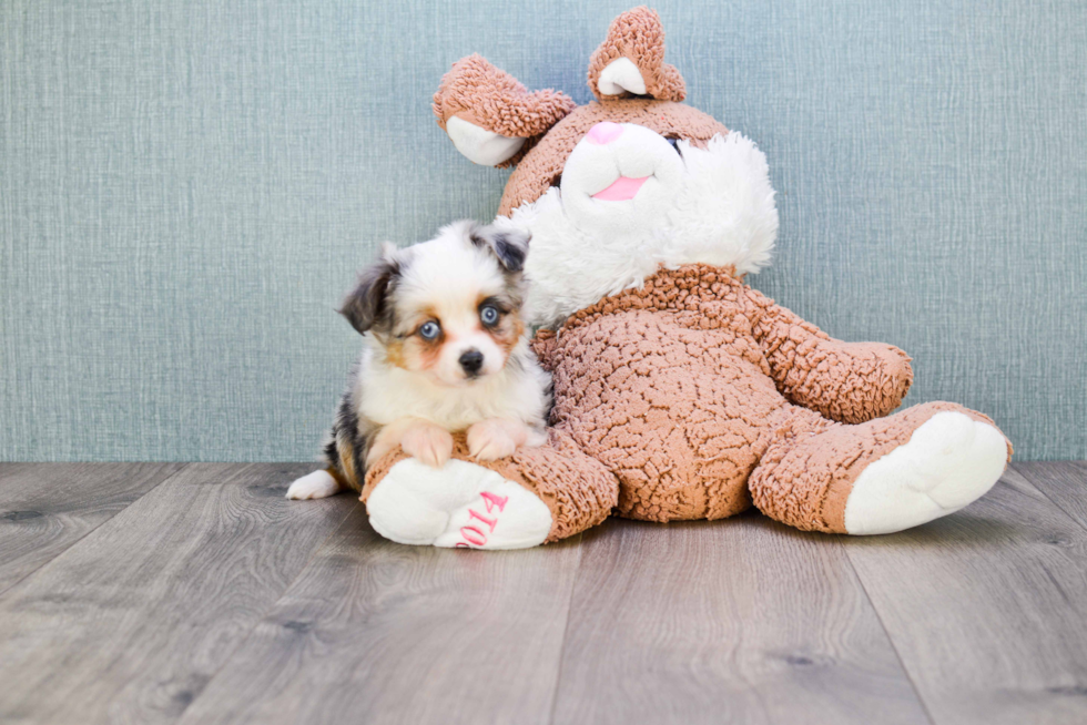 Energetic Aussiepoo Poodle Mix Puppy