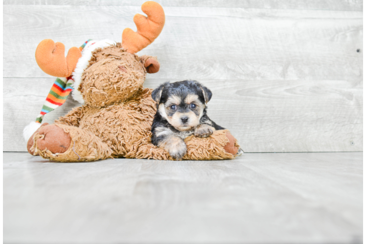 Morkie Pup Being Cute