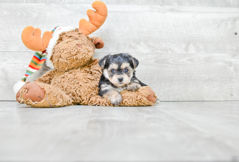 Morkie Pup Being Cute