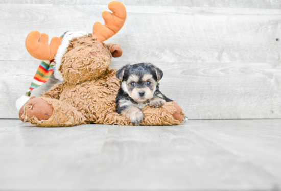 Morkie Pup Being Cute