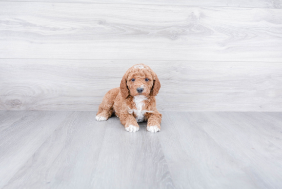 Friendly Mini Goldendoodle Baby