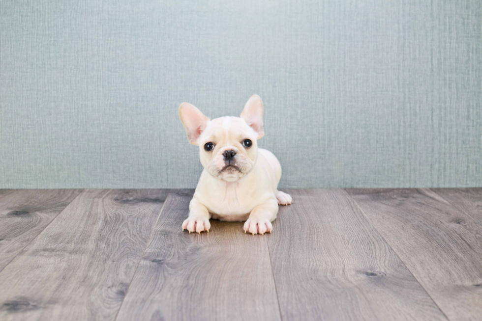 French Bulldog Pup Being Cute