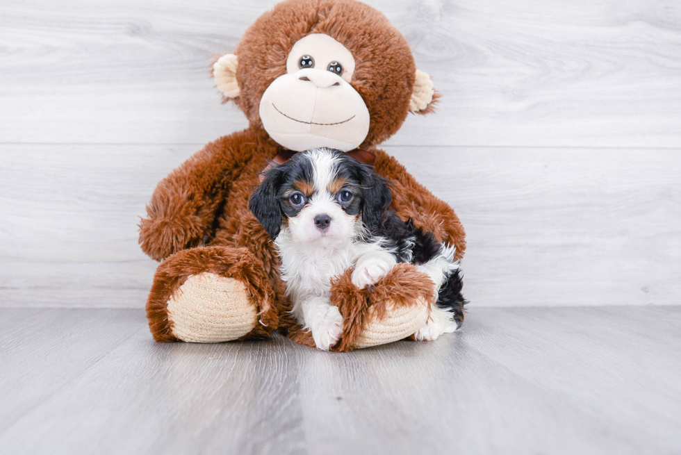 Friendly Cavalier King Charles Spaniel Purebred Pup