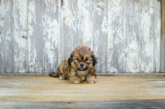 Happy Teddy Bear Baby