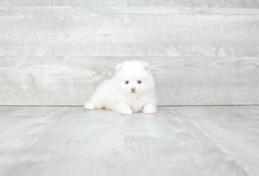 Playful Pomeranian Purebred Pup