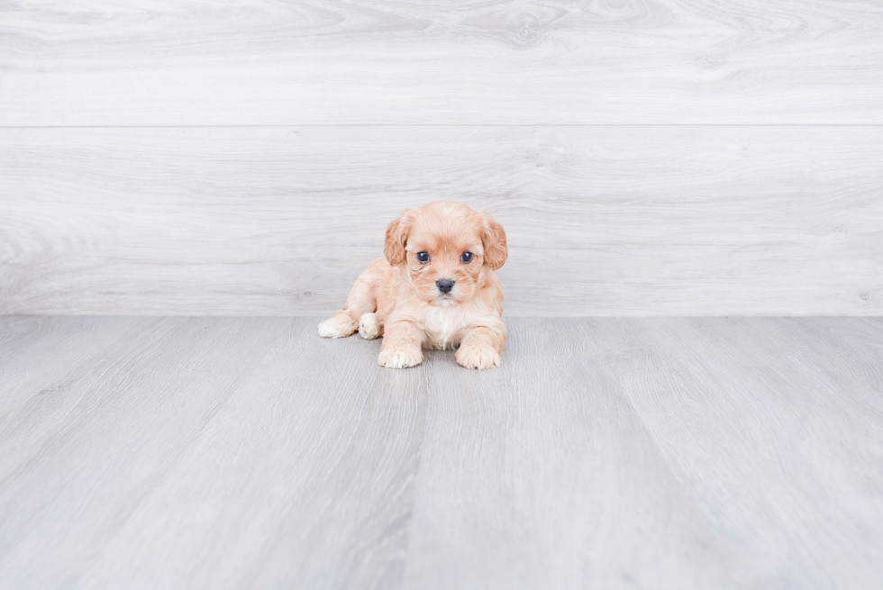 Cavachon Puppy for Adoption