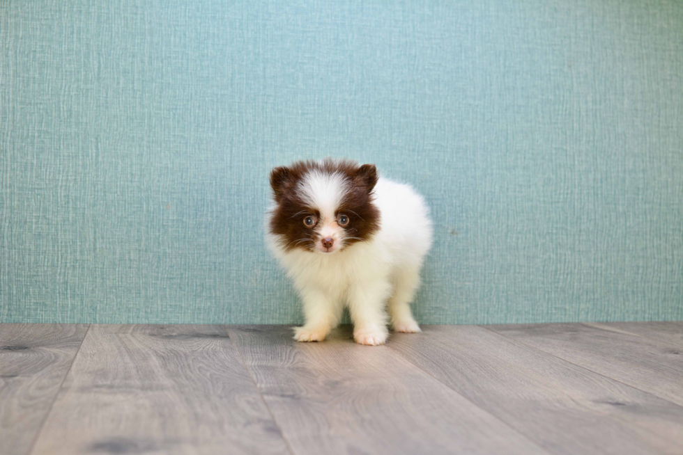 Pomeranian Puppy for Adoption