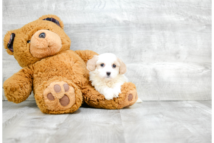 Hypoallergenic Cavalier Designer Puppy