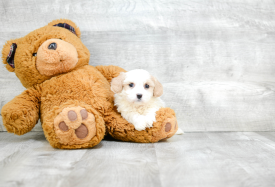 Hypoallergenic Cavalier Designer Puppy