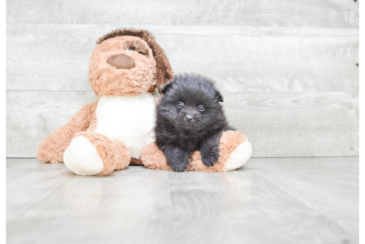 Pomeranian Puppy for Adoption