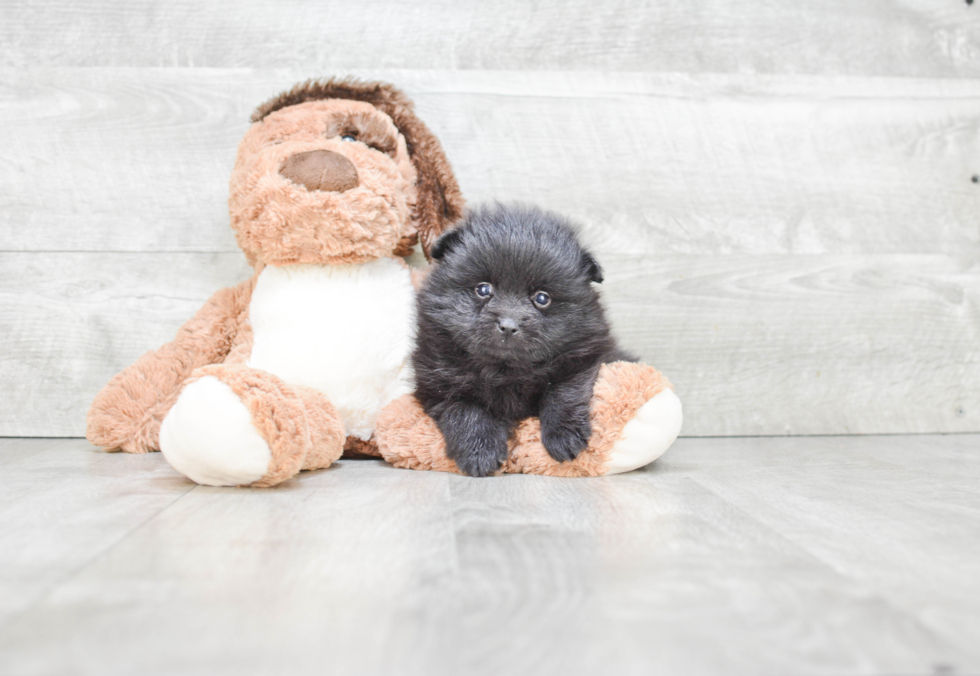 Pomeranian Puppy for Adoption