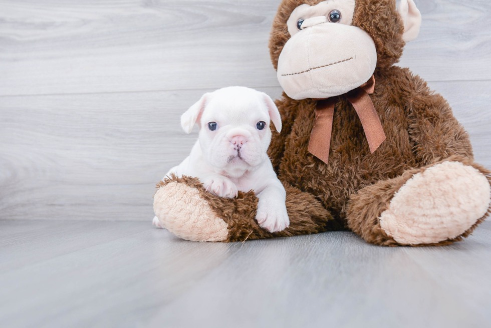 Friendly French Bulldog Baby