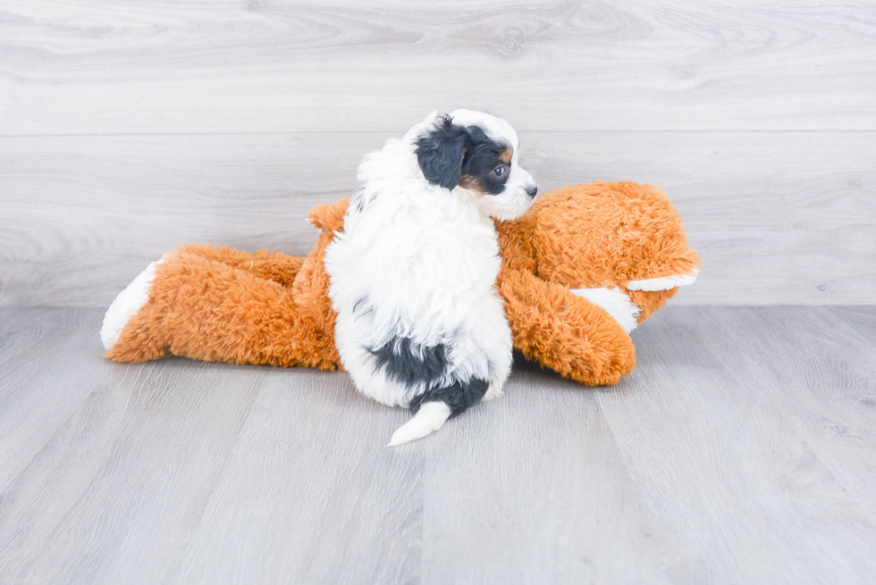 Popular Mini Bernedoodle Poodle Mix Pup