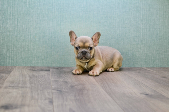 Akc Registered French Bulldog Purebred Pup