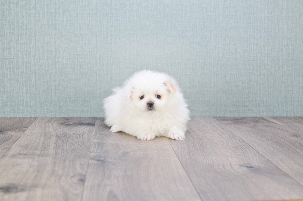 Funny Maltipom Designer Pup