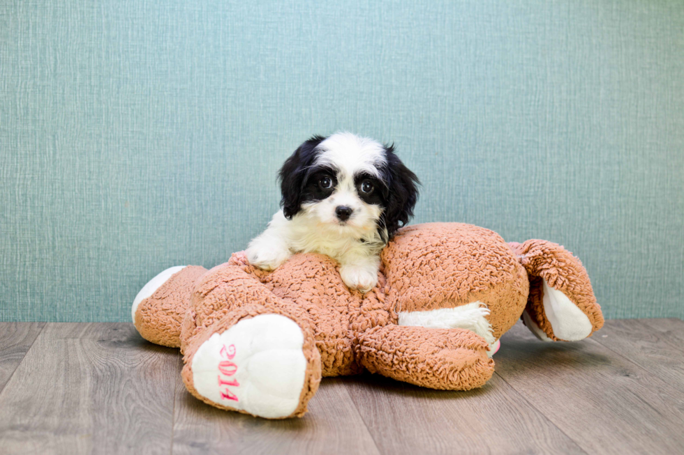 Best Cavachon Baby