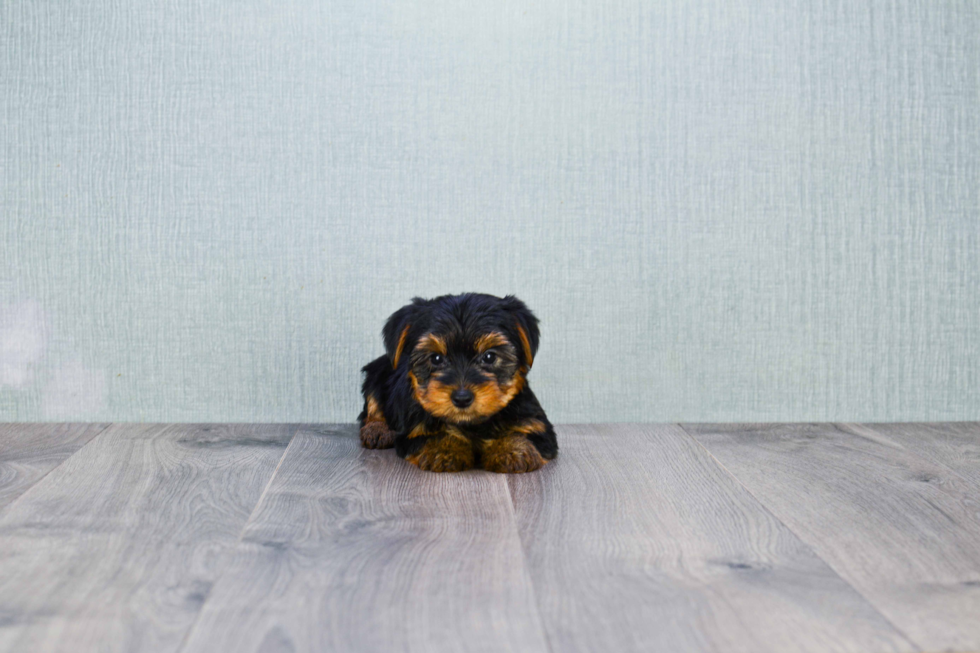 Meet Zoro - our Yorkshire Terrier Puppy Photo 