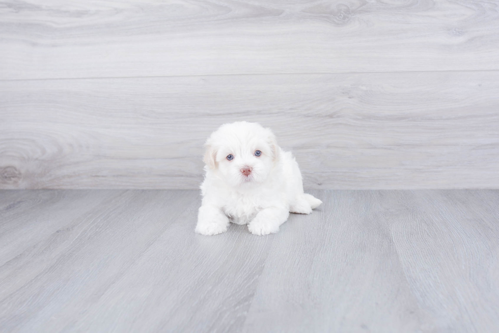 Havanese Puppy for Adoption