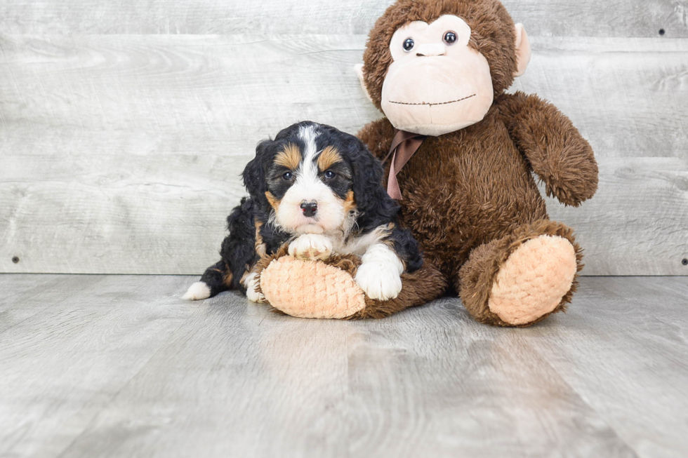 Little Bernadoodle Poodle Mix Puppy