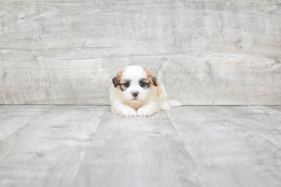 Teddy Bear Pup Being Cute