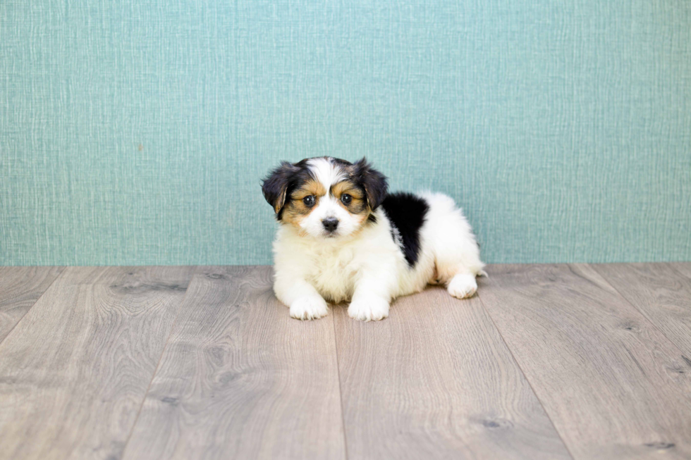 Fluffy Morkie Designer Pup