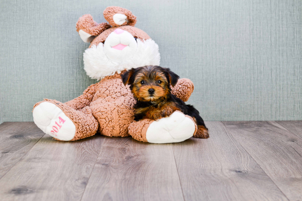 Meet Bronze - our Yorkshire Terrier Puppy Photo 