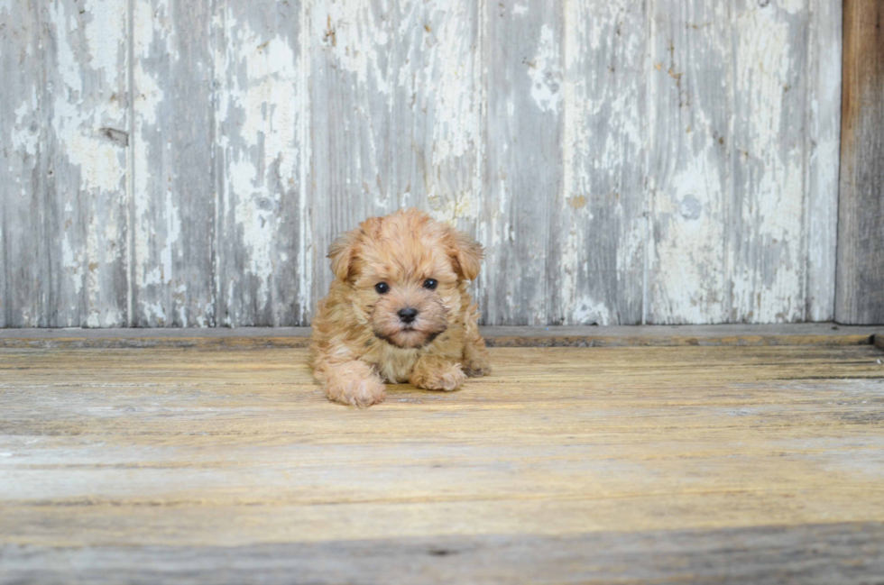 Morkie Pup Being Cute