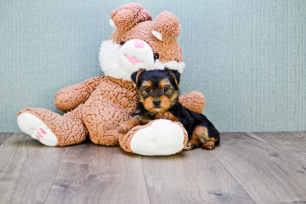 Meet Izzie - our Yorkshire Terrier Puppy Photo 