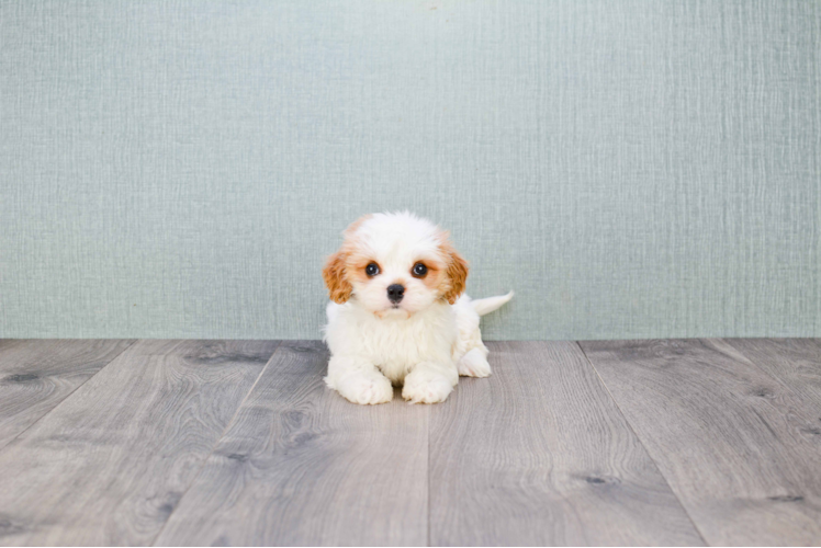 Cavachon Pup Being Cute