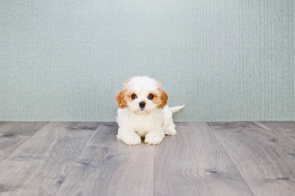 Cavachon Pup Being Cute