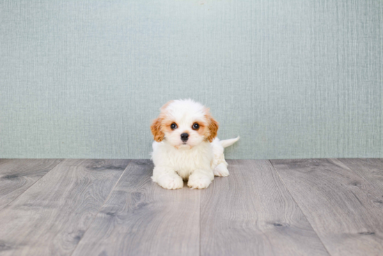 Cavachon Pup Being Cute