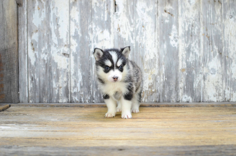 Pomsky Pup Being Cute