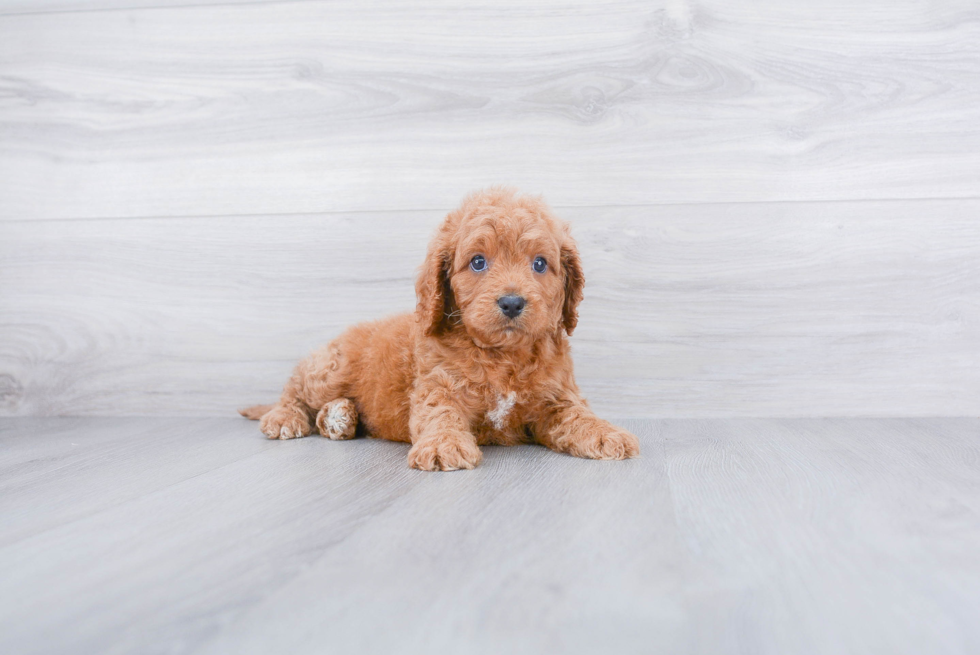 Smart Cavapoo Poodle Mix Pup