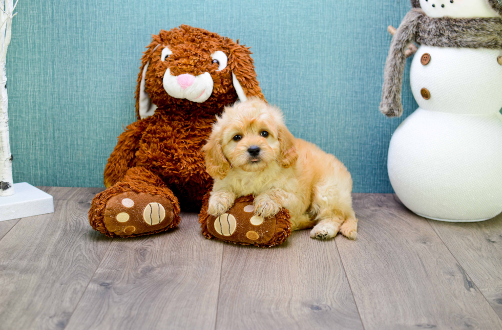 Best Cavapoo Baby