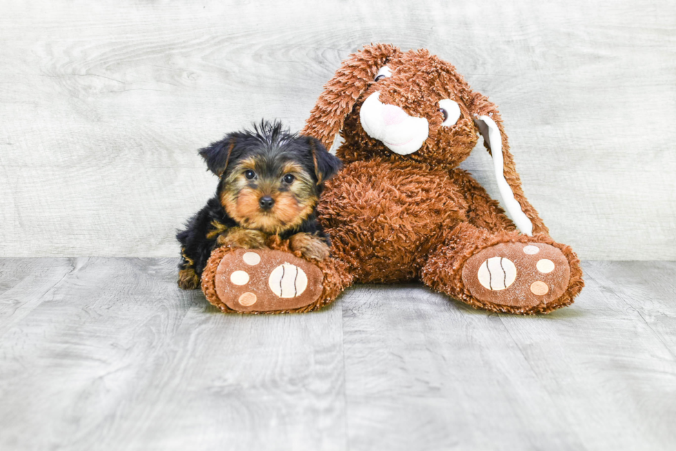 Meet Jeremy - our Yorkshire Terrier Puppy Photo 