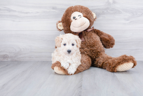 Hypoallergenic Maltese Poodle Poodle Mix Puppy