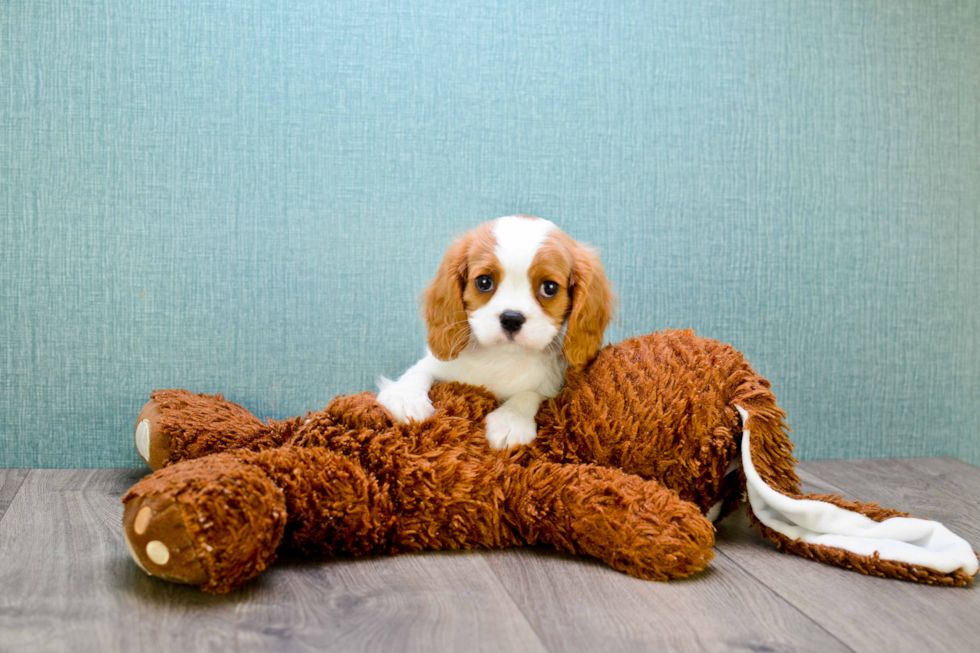 Best Cavalier King Charles Spaniel Baby