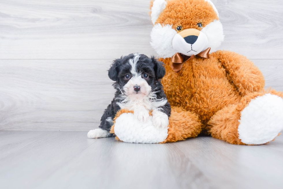 Best Mini Aussiedoodle Baby