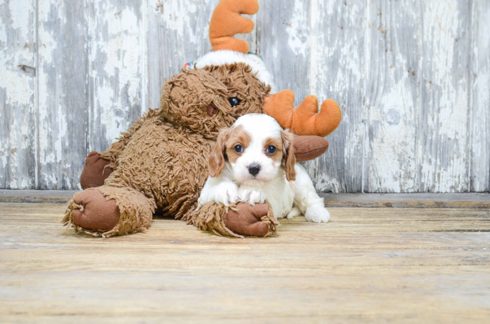 Fluffy Cavapoo Poodle Mix Pup