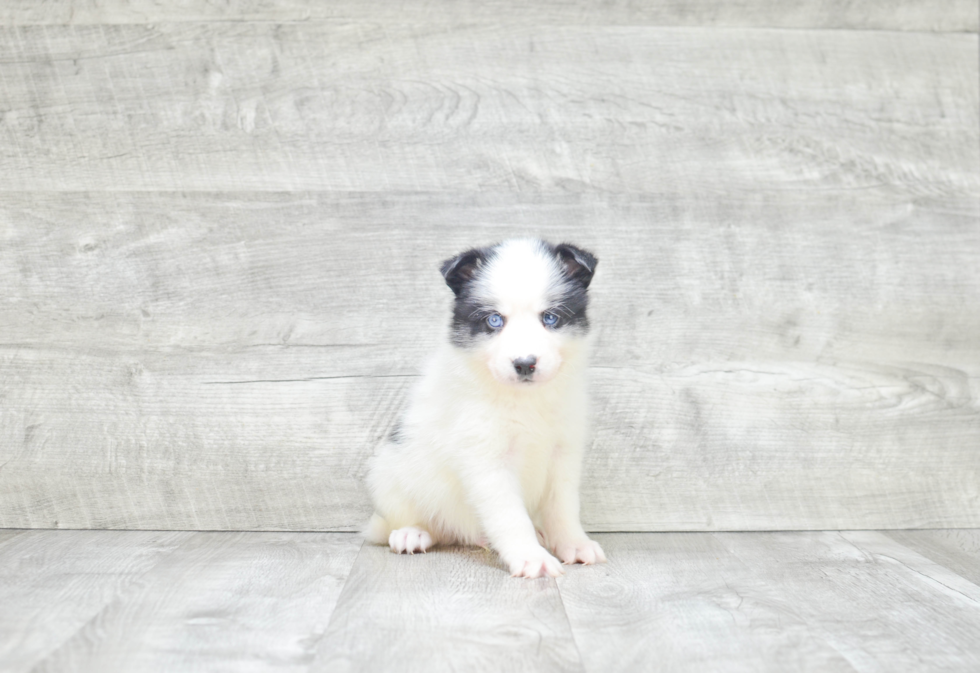 Smart Pomsky Designer Pup