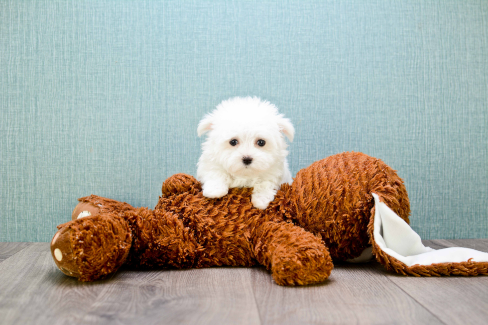 Maltese Pup Being Cute